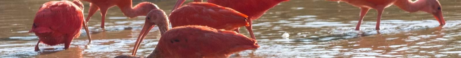 birds-hero-2-copy image